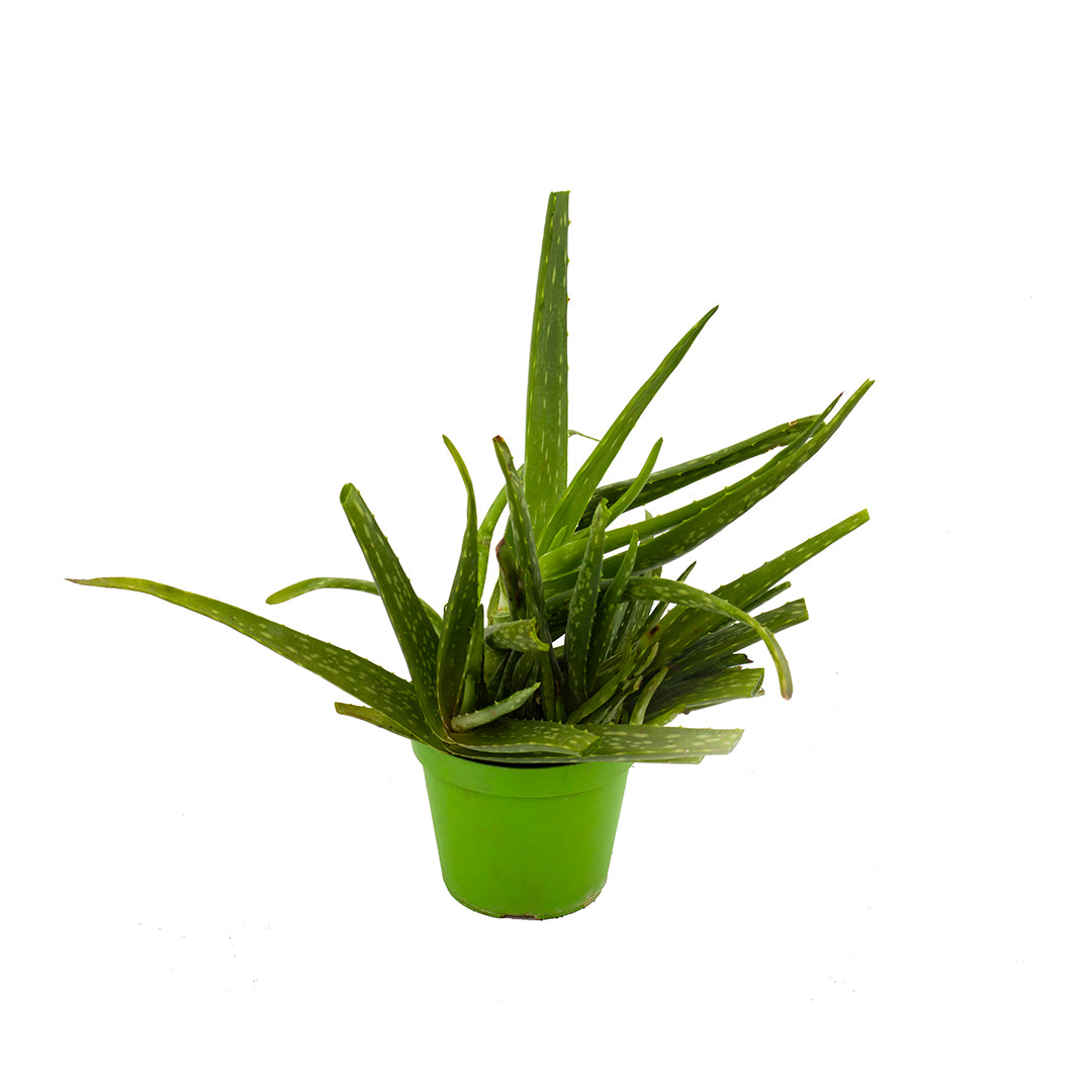 Aloe vera - aloe vera (Vaso 14-18 cm)