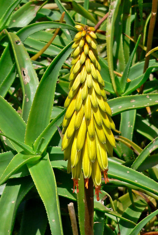 Aloe striatula (14 cm pot)