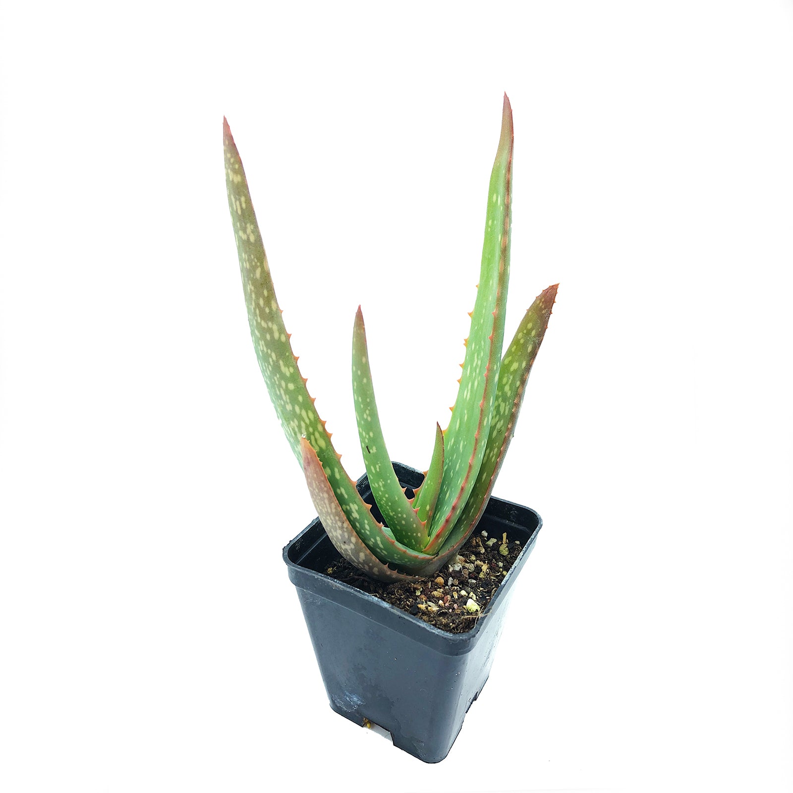 Exotenherz - Aloe Cosmo (Aloe Aristata 'Cosmo') - Pianta Grassa Sferica In Vaso 12 Cm, Succulenta Da Interno, Altezza 15 Cm