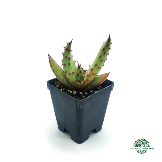 Aloe ferox - aloe feroce (Vaso quadro 7x7x8 cm)