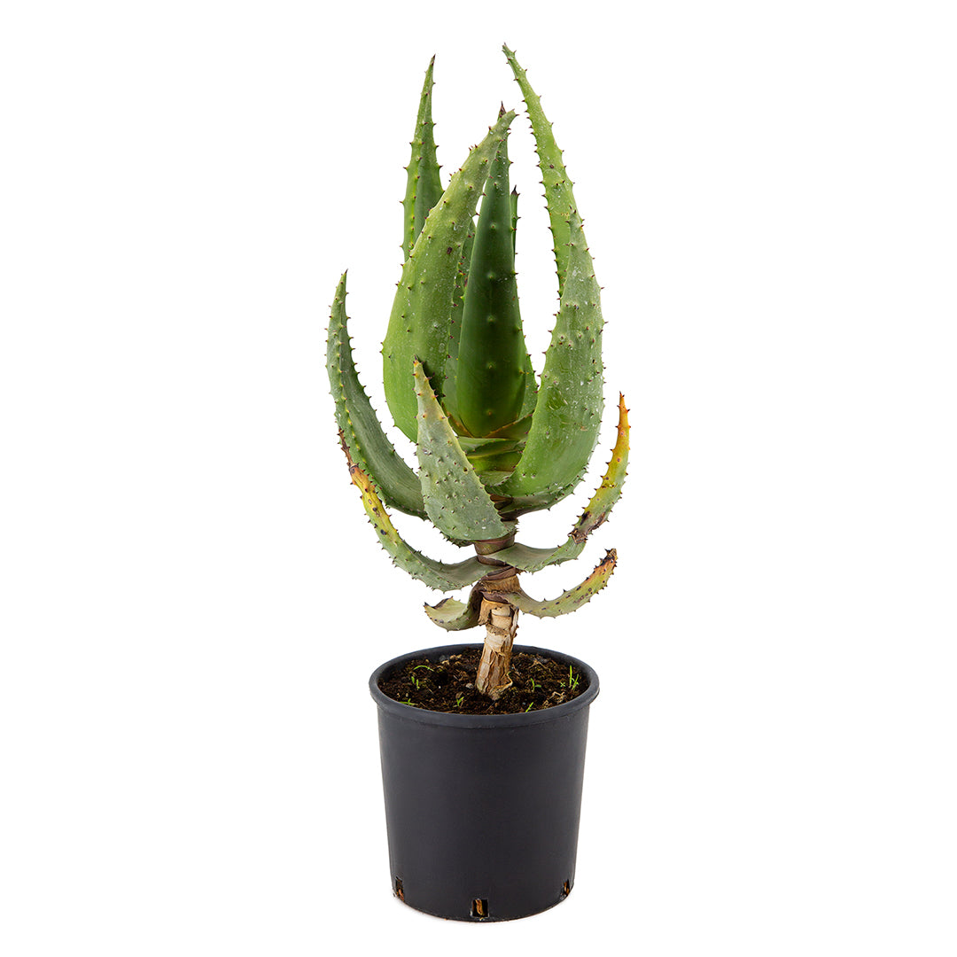 Aloe ferox var. marlothii (Vaso 18 cm)