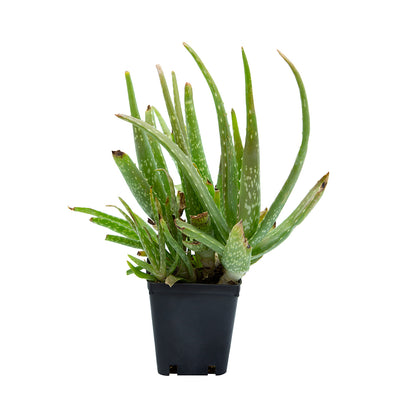 Aloe vera - aloe vera (Square pot 9x9x10 cm)