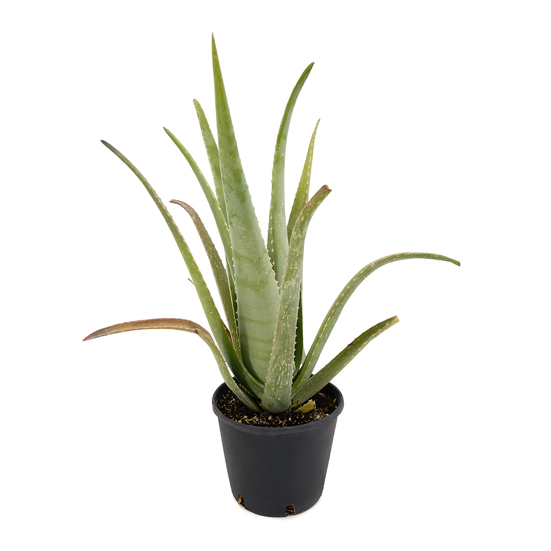 Aloe vera - aloe vera (Pot 16-18 cm)