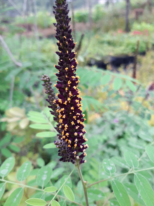 Amorpha fruticosa - falso indaco (vaso quadro 9x9x20 cm)