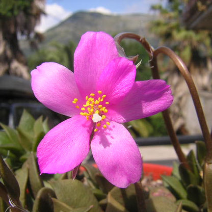 Anacampseros telephiastrum - rosetta del capo (Vaso quadro 7x7x10 cm)