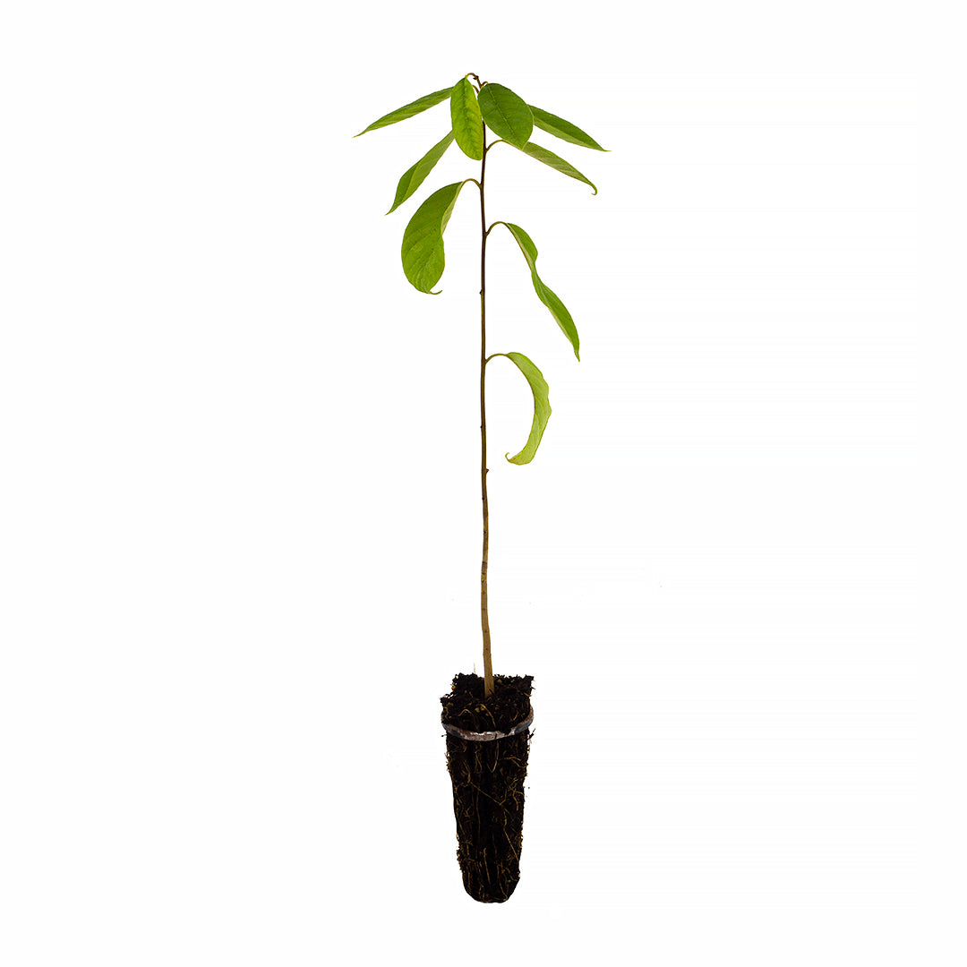 Annona cherimola - cirimoia (Alveolo forestale)