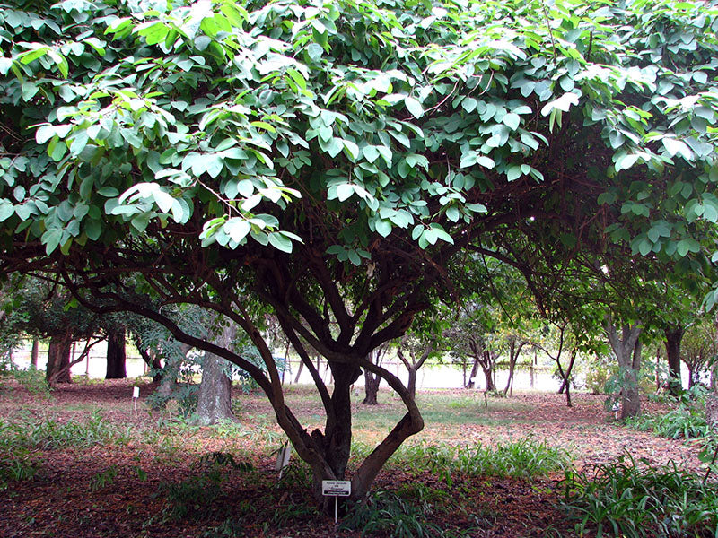 Annona cherimola - cirimoia (Alveolo forestale)