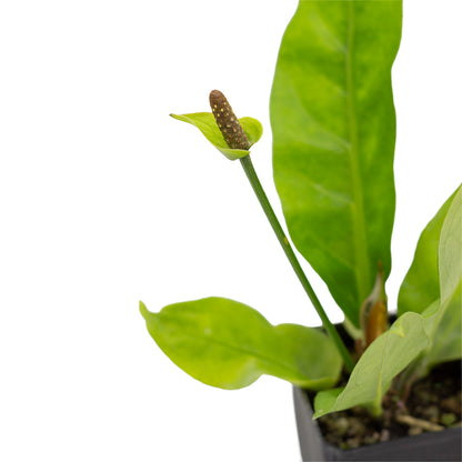 Anthurium plowmanii - anturio epifita  (Vaso quadro 7x7x10 cm)