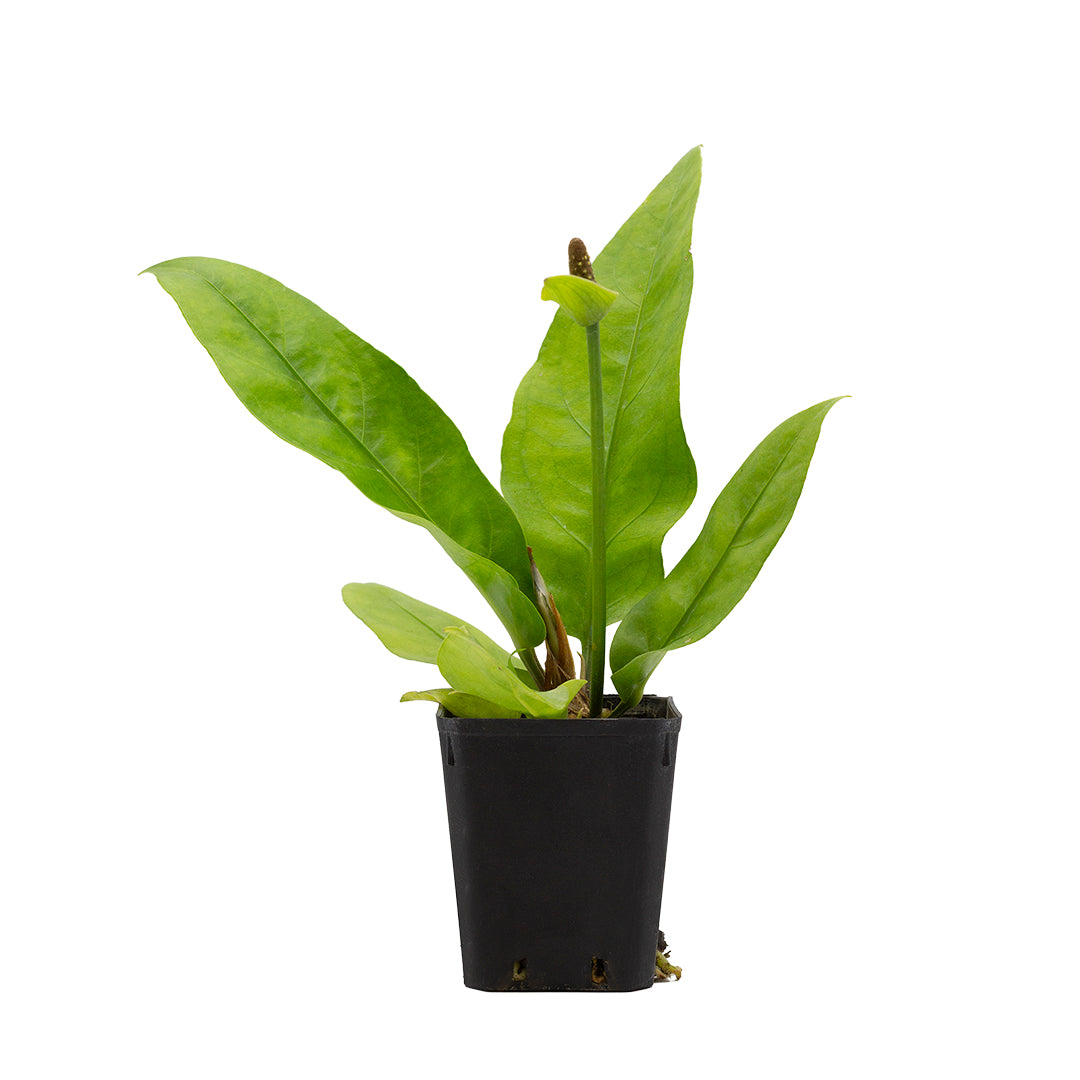 Anthurium plowmanii - anturio epifita  (Vaso quadro 7x7x10 cm)
