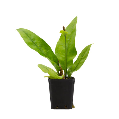 Anthurium plowmanii - anturio epifita  (Vaso quadro 7x7x10 cm)
