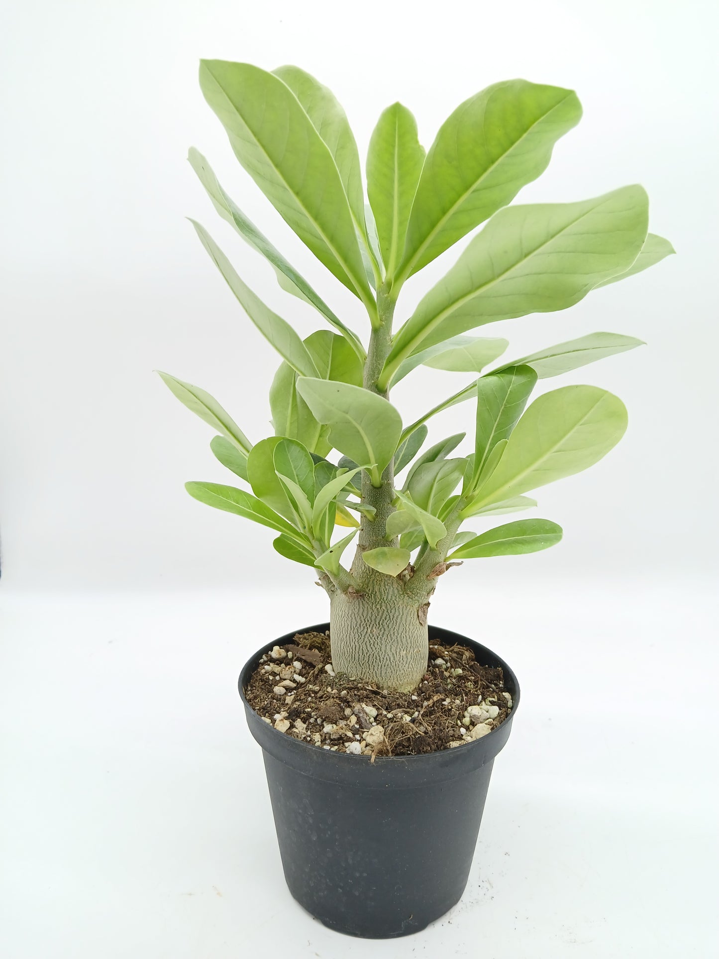 Adenium arabicum Desert cv "night fork" - desert rose (Square vase 7x7x8 cm)