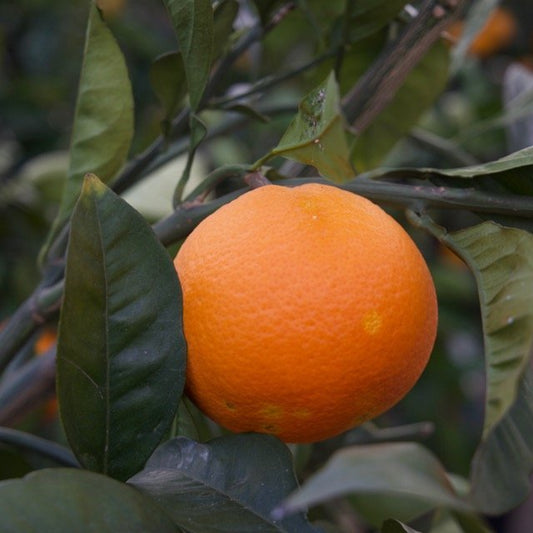 Citrus sinensis cv "Tarocco" - red tarocco (Fitocella)