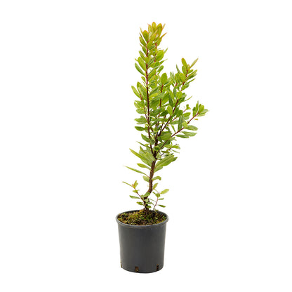 Arbutus Unedo - Strawberry Tree (18 Cm Pot)