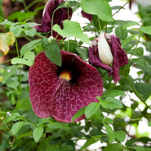 Aristolochia gigantea - Tuba del Brasile (Vaso quadro 7x7x8 cm)