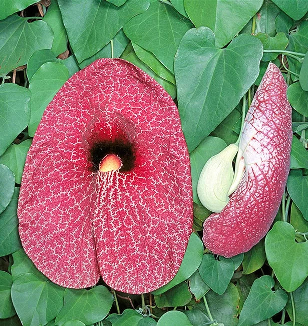 Aristolochia gigantea - Tuba del Brasile (Vaso quadro 7x7x8 cm)
