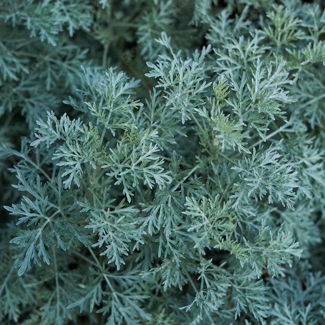 Artemisia arborescens - assenzio arboreo (Vaso quadro 7x7x10 cm)