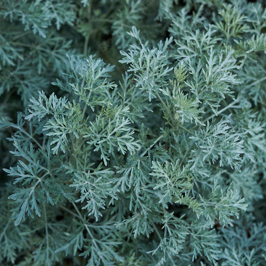Artemisia arborescens - assenzio arboreo (Vaso quadro 7x7x10 cm)