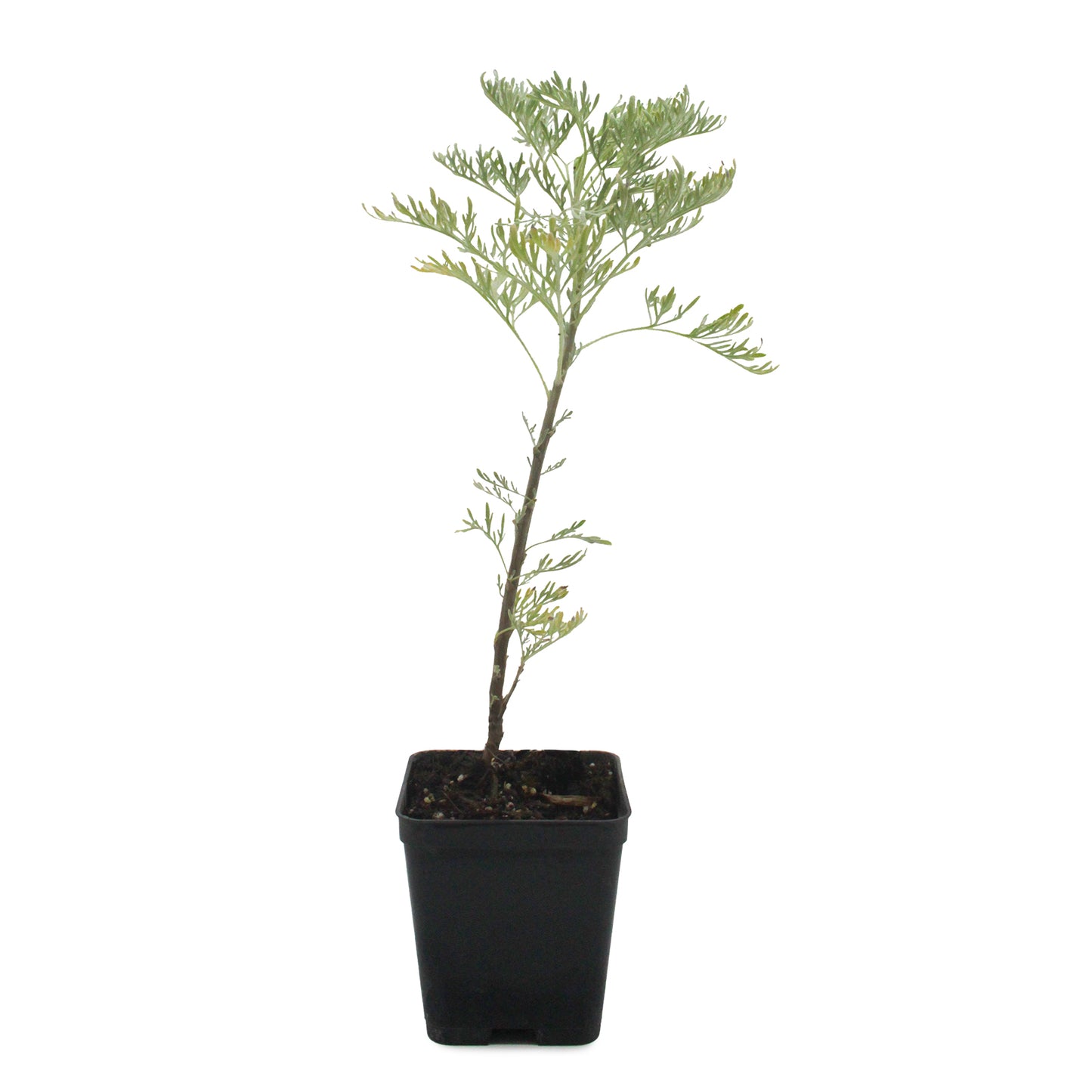 Artemisia arborescens - assenzio arboreo (Vaso quadro 7x7x10 cm)
