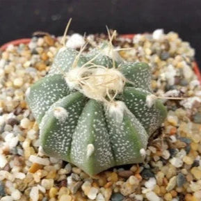 Astrophytum hybrid Myriostigma - cappello del prete ibrido (Vaso quadro 7x7x8 cm)