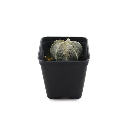 Astrophytum hybrid Myriostigma - cappello del prete ibrido (Vaso quadro 7x7x8 cm)