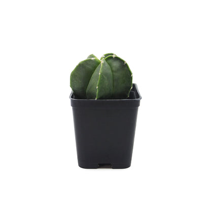 Astrophytum hybrid Nudum - cappello del prete verde (Vaso quadro 7x7x8 cm)