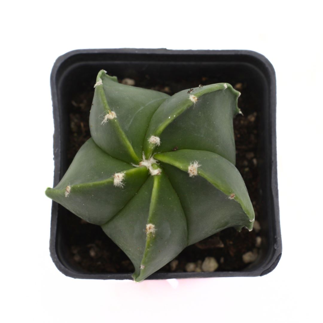 Astrophytum hybrid Nudum - cappello del prete verde (Vaso quadro 7x7x8 cm)