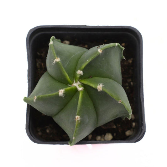 Astrophytum hybrid Nudum - cappello del prete verde (Vaso quadro 7x7x8 cm)