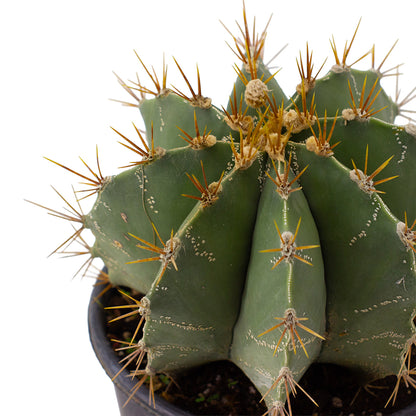 Astrophytum ornatum PICCOLO - cappello del prete (Vaso 18 cm)
