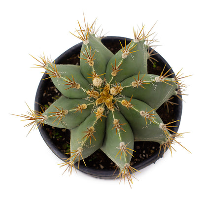 Astrophytum ornatum PICCOLO - cappello del prete (Vaso 18 cm)