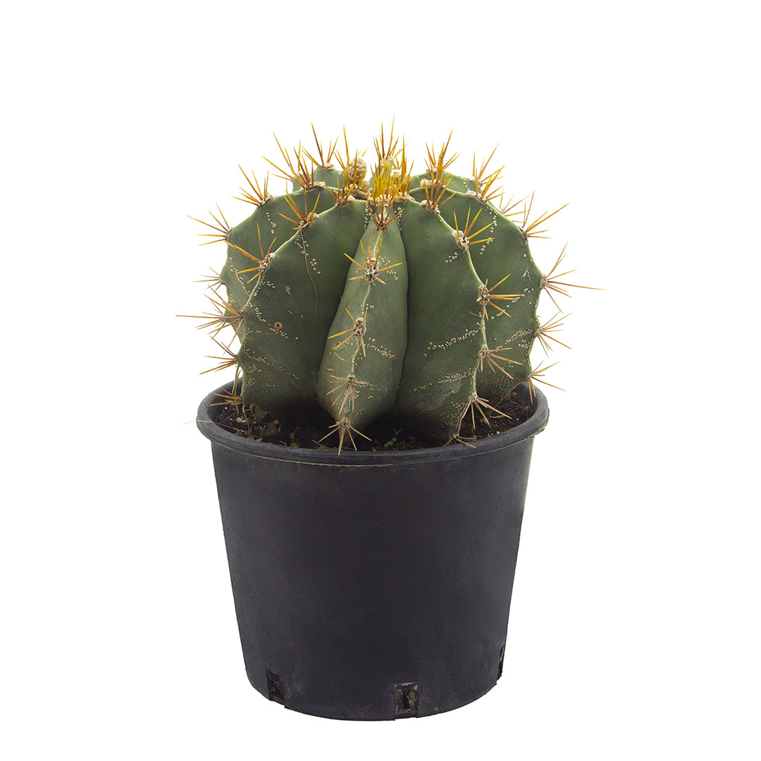 Astrophytum ornatum PICCOLO - cappello del prete (Vaso 18 cm)