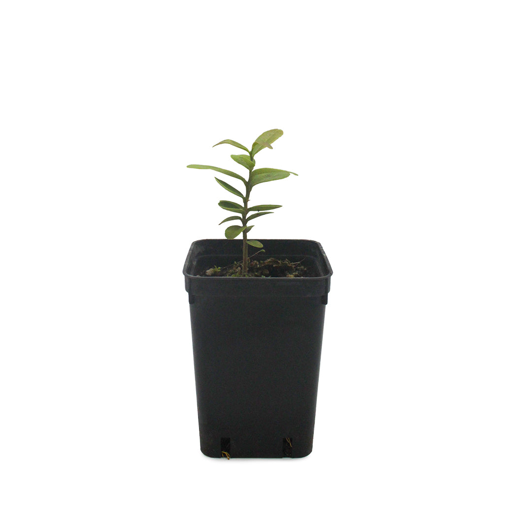 Atalantia buxifolia - (Vaso quadro 7x7x10 cm)