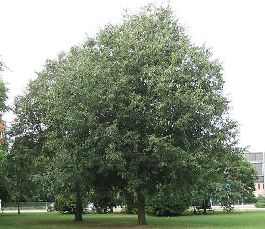 Celtis australis - hackberry (Square vase 9x9x20 cm)