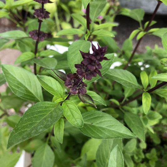 Ocimum basilicum licorice - licorice basil (1 pack of seeds)