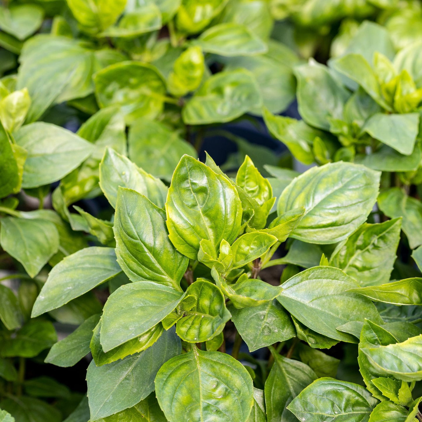 Ocimum basilicum limone - basilico al limone (1 confezione di semi)