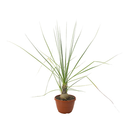 Beaucarnea (sin. Nolina) gracilis  -  zampa di Elefante (Basket 18 cm)