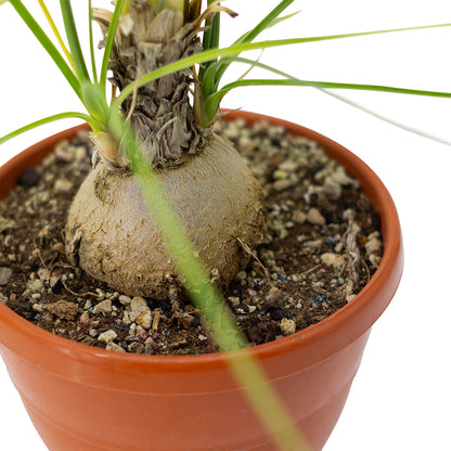 Beaucarnea (sin. Nolina) gracilis  -  zampa di Elefante (Basket 18 cm)