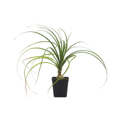 Beaucarnea (sin. Nolina) recurvata - pianta mangiafumo (Vaso quadro 7x7x10 cm)