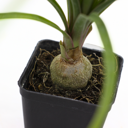Beaucarnea (sin. Nolina) recurvata - pianta mangiafumo (Vaso quadro 7x7x10 cm)
