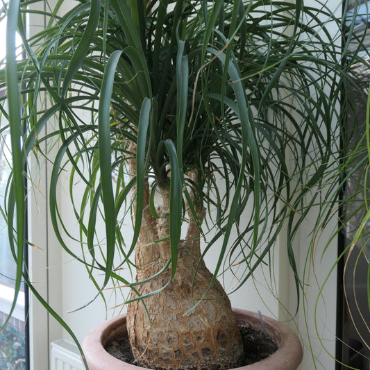 Beaucarnea (sin. Nolina) recurvata - pianta mangiafumo (Vaso quadro 7x7x10 cm)