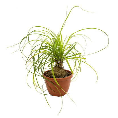 Beaucarnea (syn. Nolina) recurvata - smoke-eating plant (Baschet)