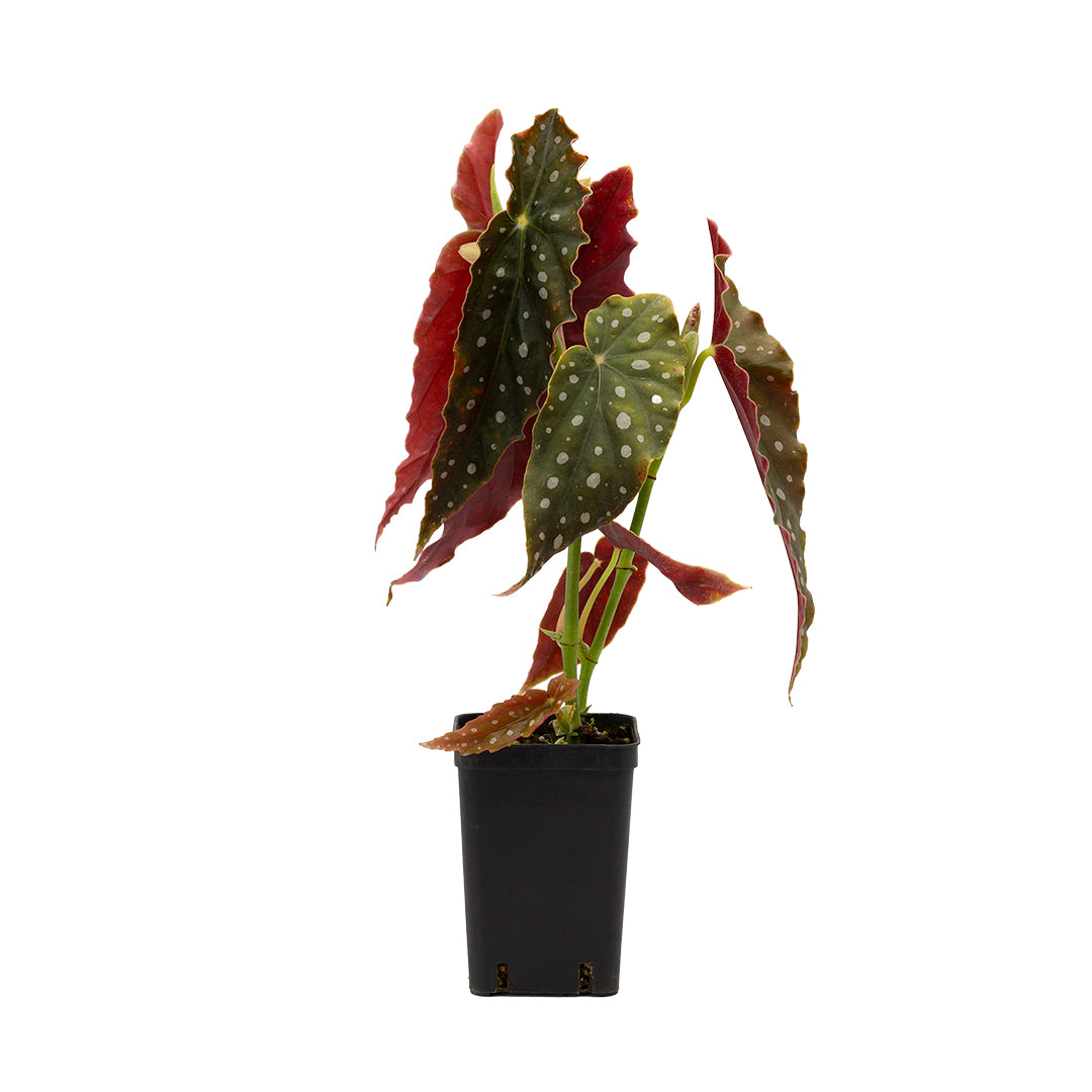 Begonia maculata - (Vaso quadro 9x9x13 cm)