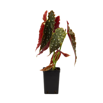Begonia maculata - (Vaso quadro 9x9x13 cm)