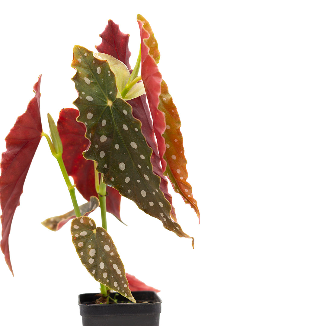 Begonia maculata - (Vaso quadro 9x9x13 cm)