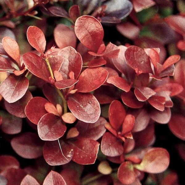 Berberis Thunbergii Cv. Atropurpurea - Crespino Giapponese (Alveolo Forestale)