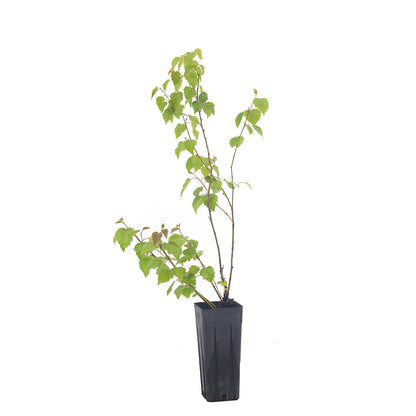 Betula pendula - white birch (Square vase 9x9x20 cm)