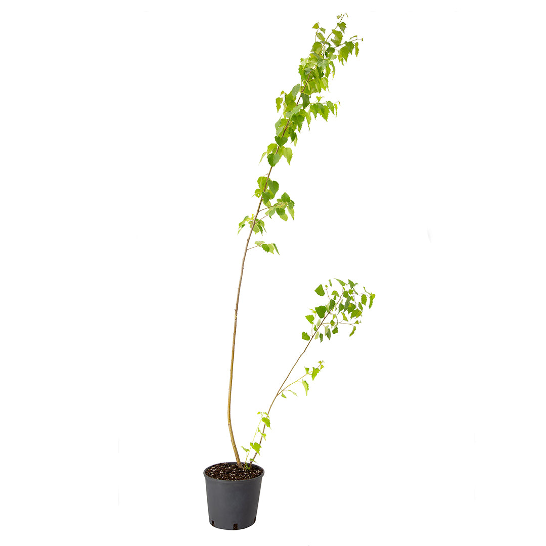 Betula pendula - white birch (18 cm pot)