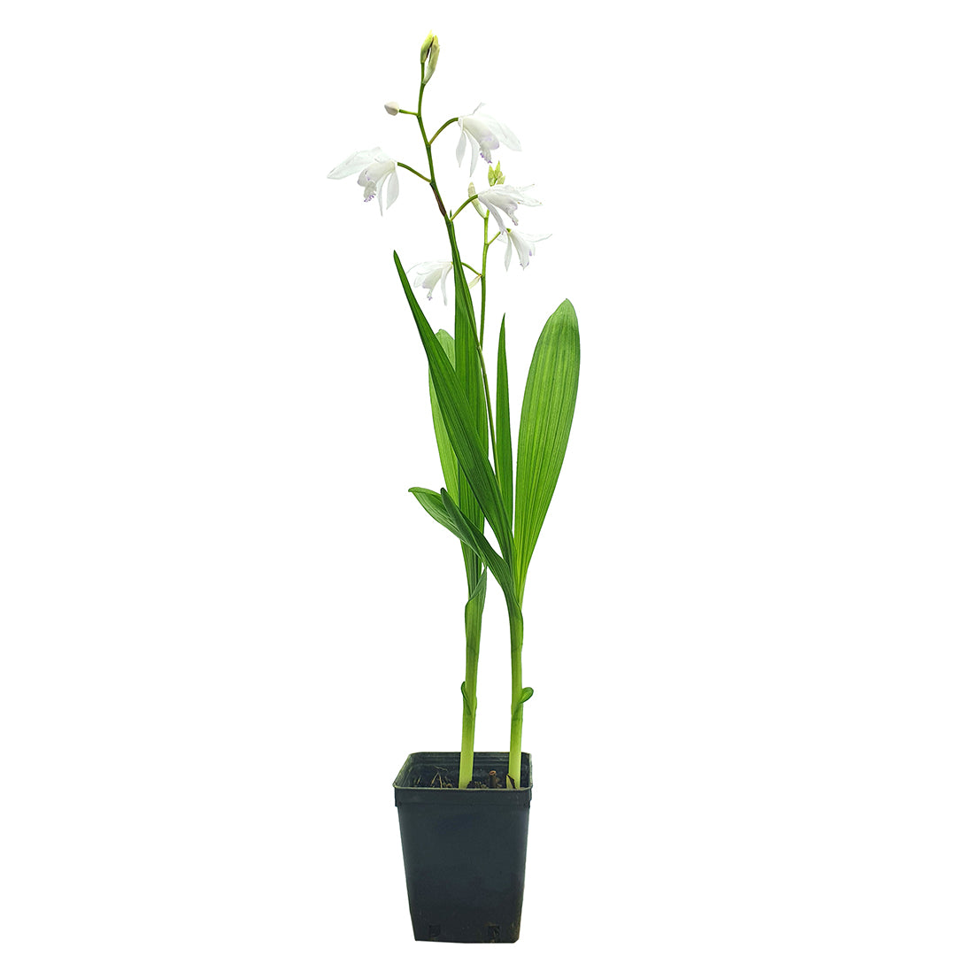 Bletilla striata var. alba - white bletilla (Square vase 9x9x10 cm)