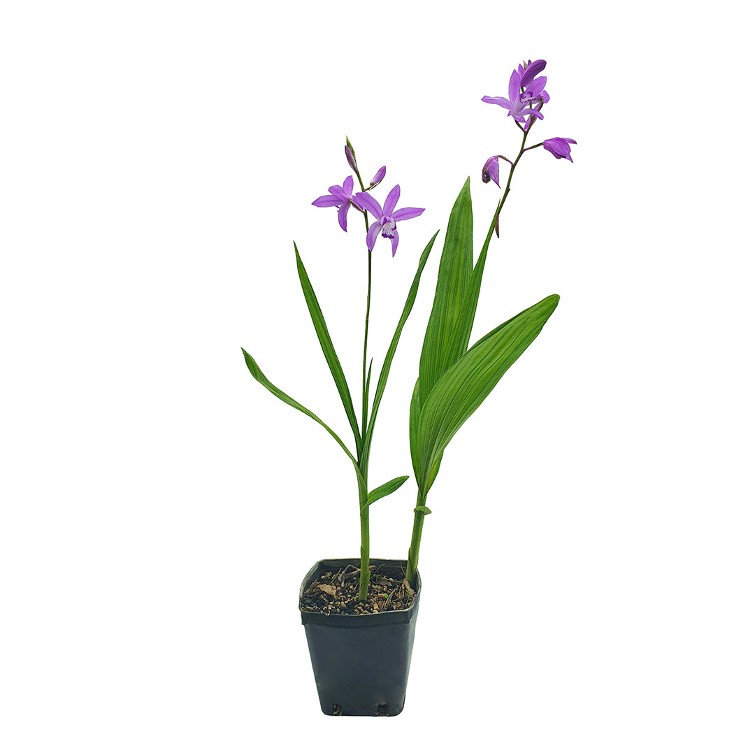 Bletilla striata - bletilla (Vaso quadro 9x9x10 cm)