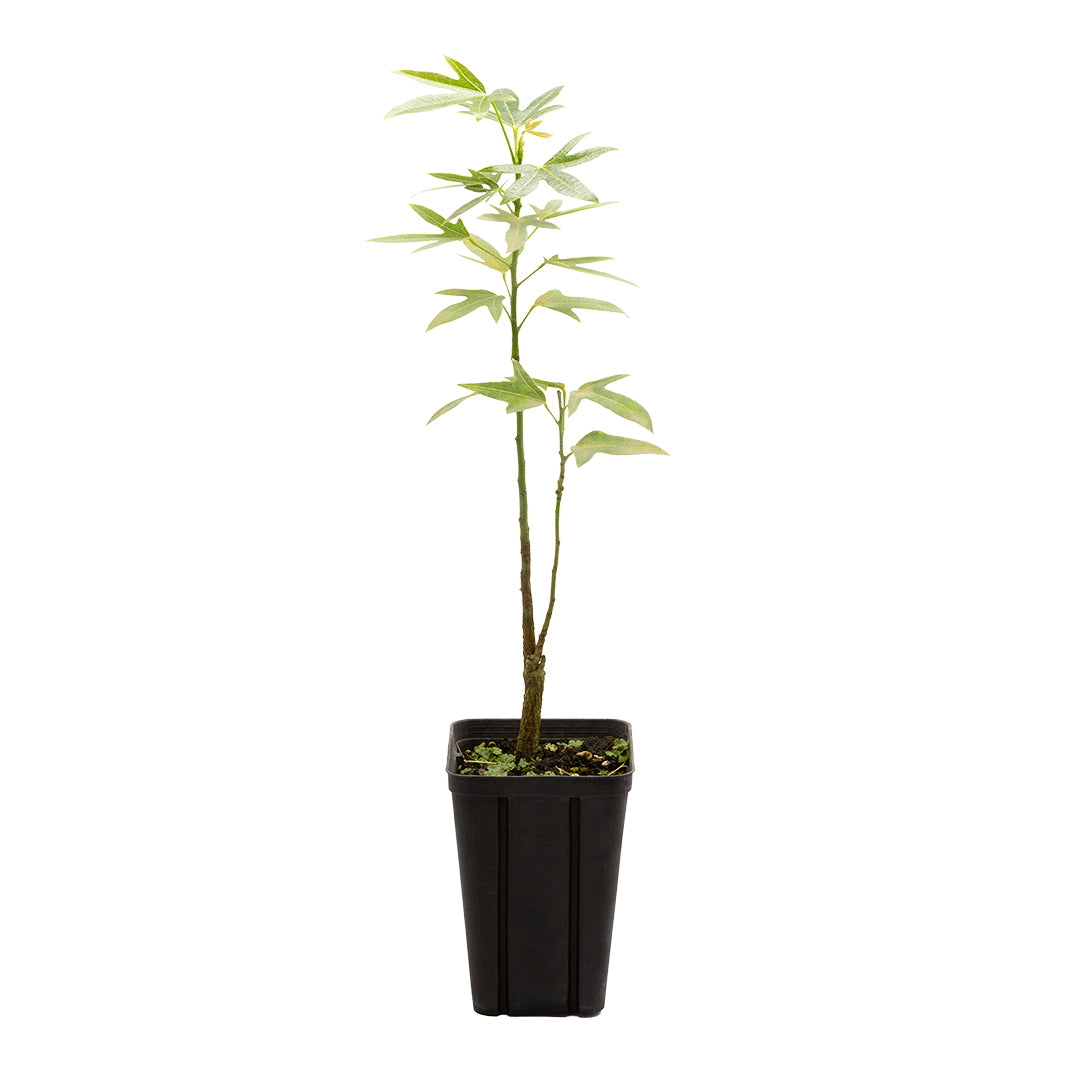 Brachychiton acerifolius - (Vaso quadro 9x9x10 cm)