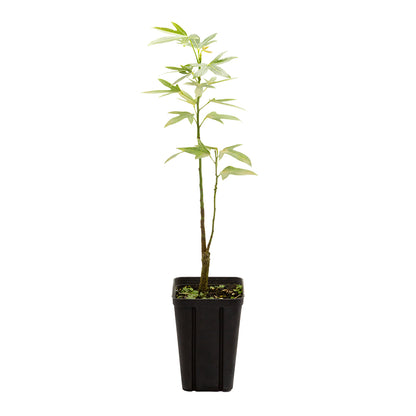 Brachychiton acerifolius - (Vaso quadro 9x9x10 cm)